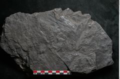 Foto (Detailansicht) von Noeggerathia palmaeformis Goeppert (NHMW-GEO-2024-0188-10744)